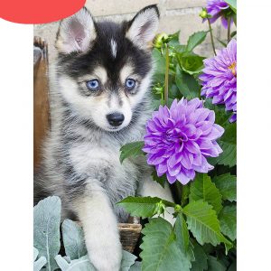 Black Dog Diamond Painting Kit