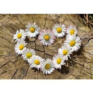 Daisy Diamond Painting Kit